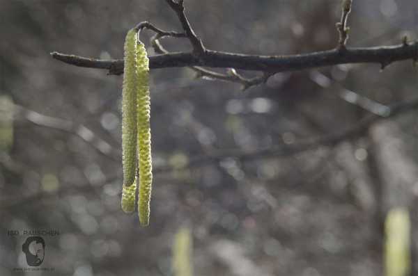 Helios 44-2 Bild von Helios 44-2