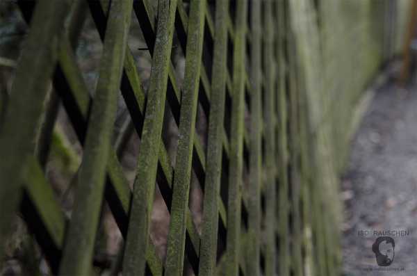 Helios 44-2 Bild von Helios 44-2