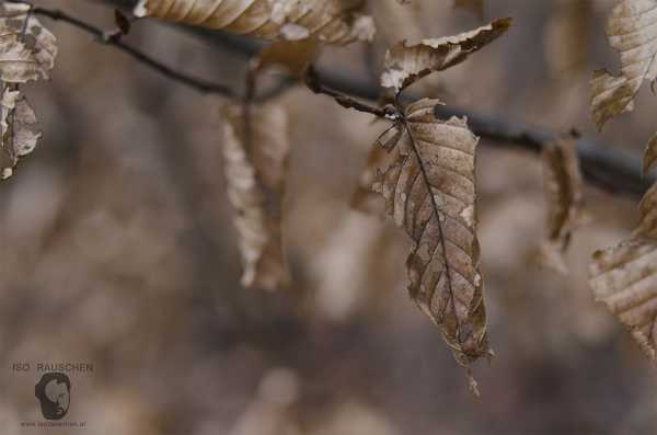 Helios 44-2 Bild von Helios 44-2