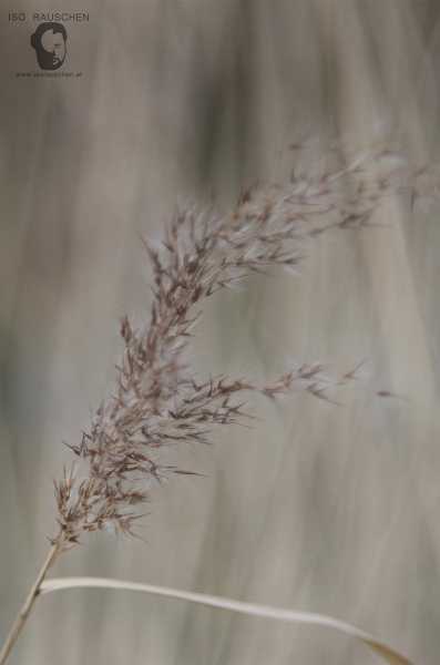 Helios 44-2 Bild von Helios 44-2