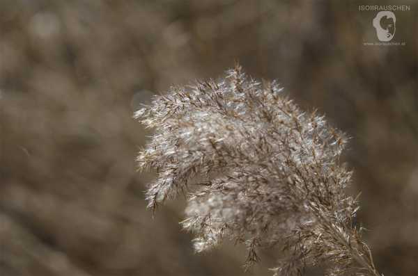 Helios 44-2 Bild von Helios 44-2