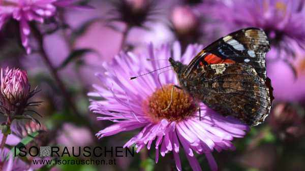 Schmetterling Bild von Schmetterling