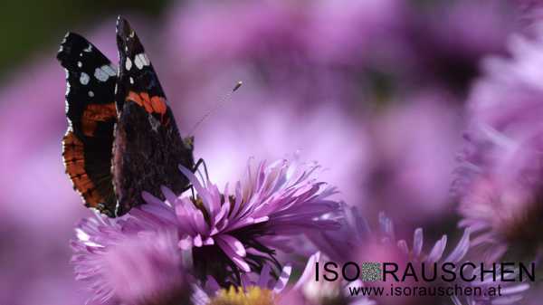 Schmetterling Bild von Schmetterling