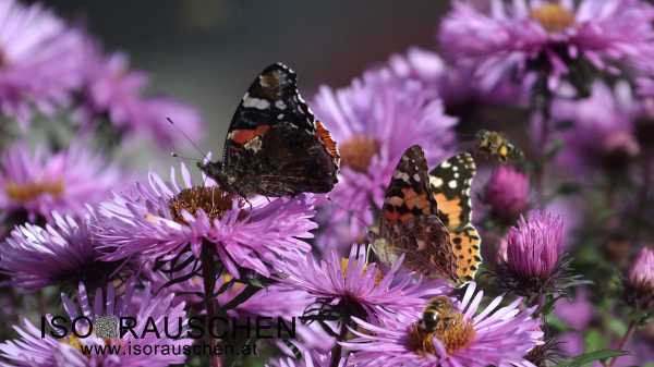 Schmetterling Bild von Schmetterling