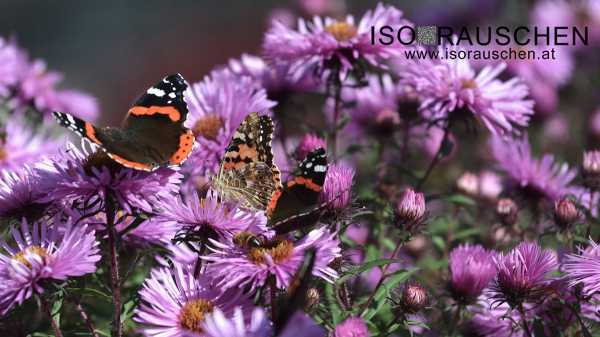 Schmetterling Bild von Schmetterling