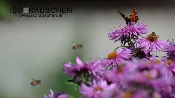 Schmetterling Bild von Schmetterling