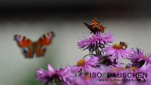 Schmetterling Bild von Schmetterling
