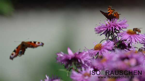 Schmetterling Bild von Schmetterling