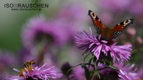 Schmetterling Bild von Schmetterling