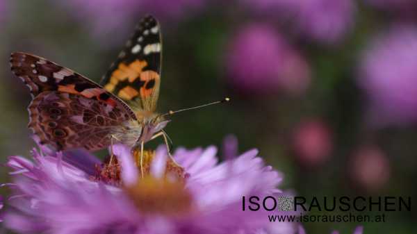 Schmetterling Bild von Schmetterling