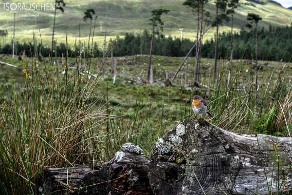 West Highland Way 2017 Bild von West Highland Way 2017