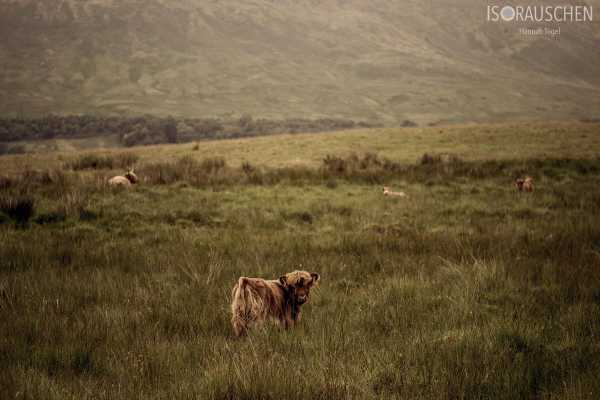 West Highland Way 2017 Bild von West Highland Way 2017