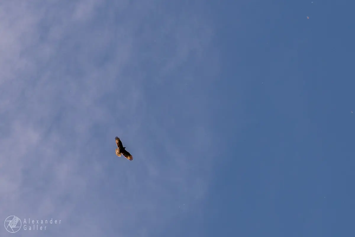 Bild, Mäusebussard