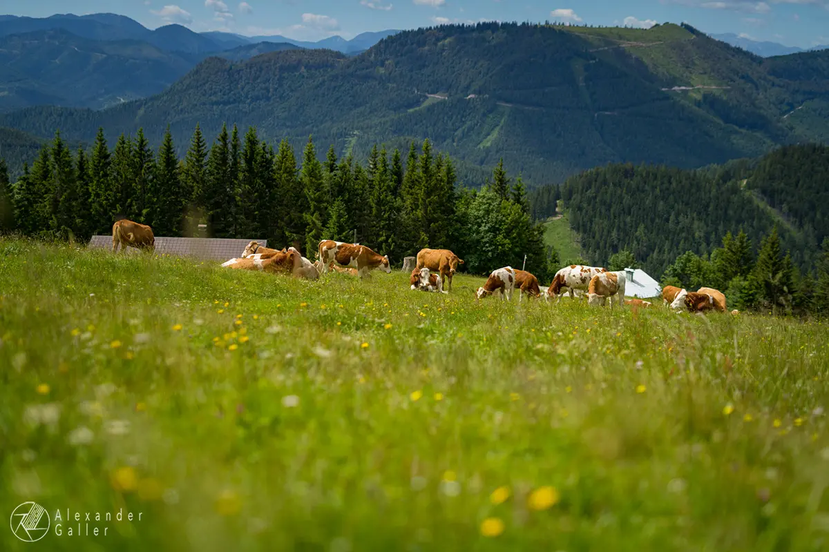 Bild, Tirolerkogel