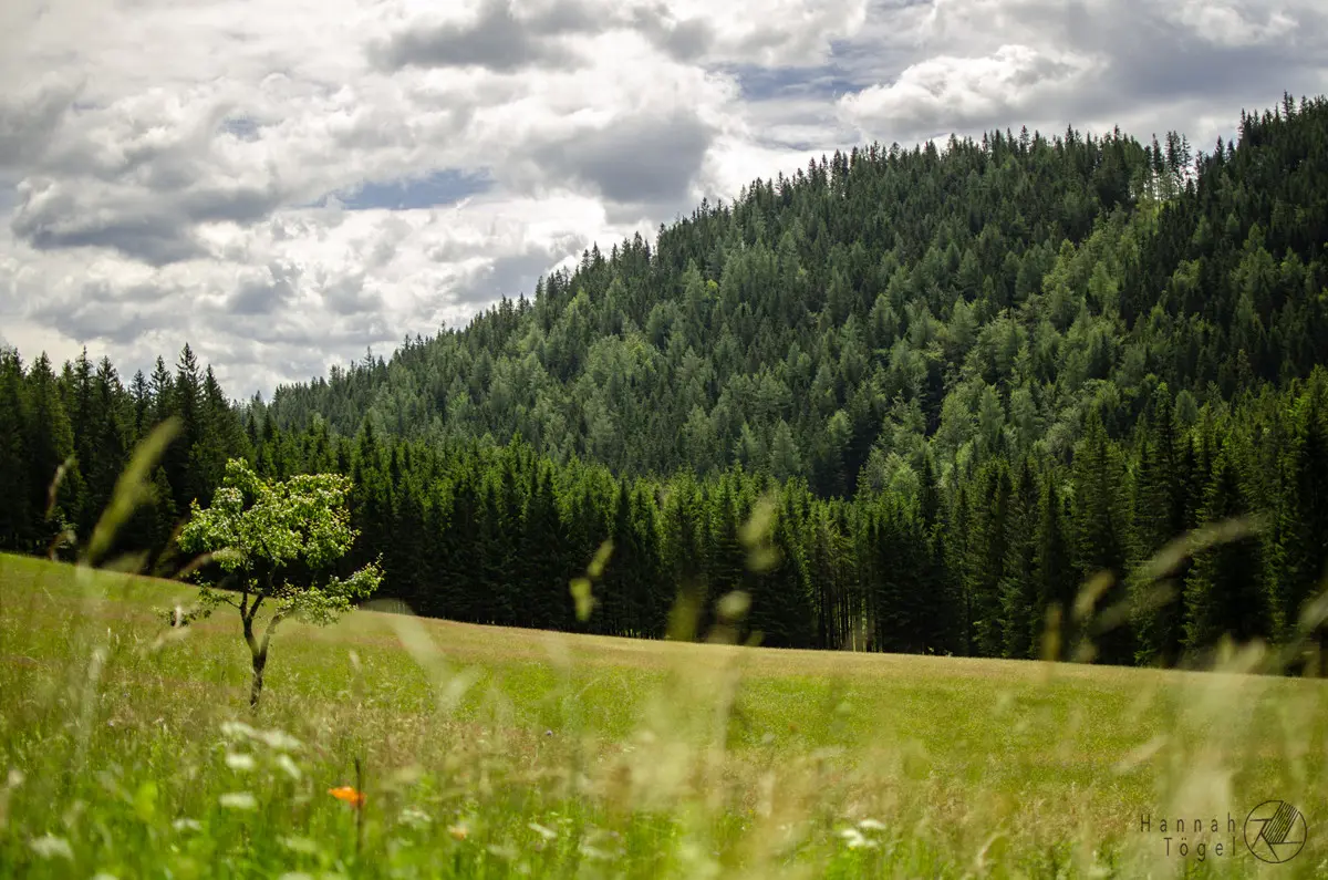 Bild, Tirolerkogel