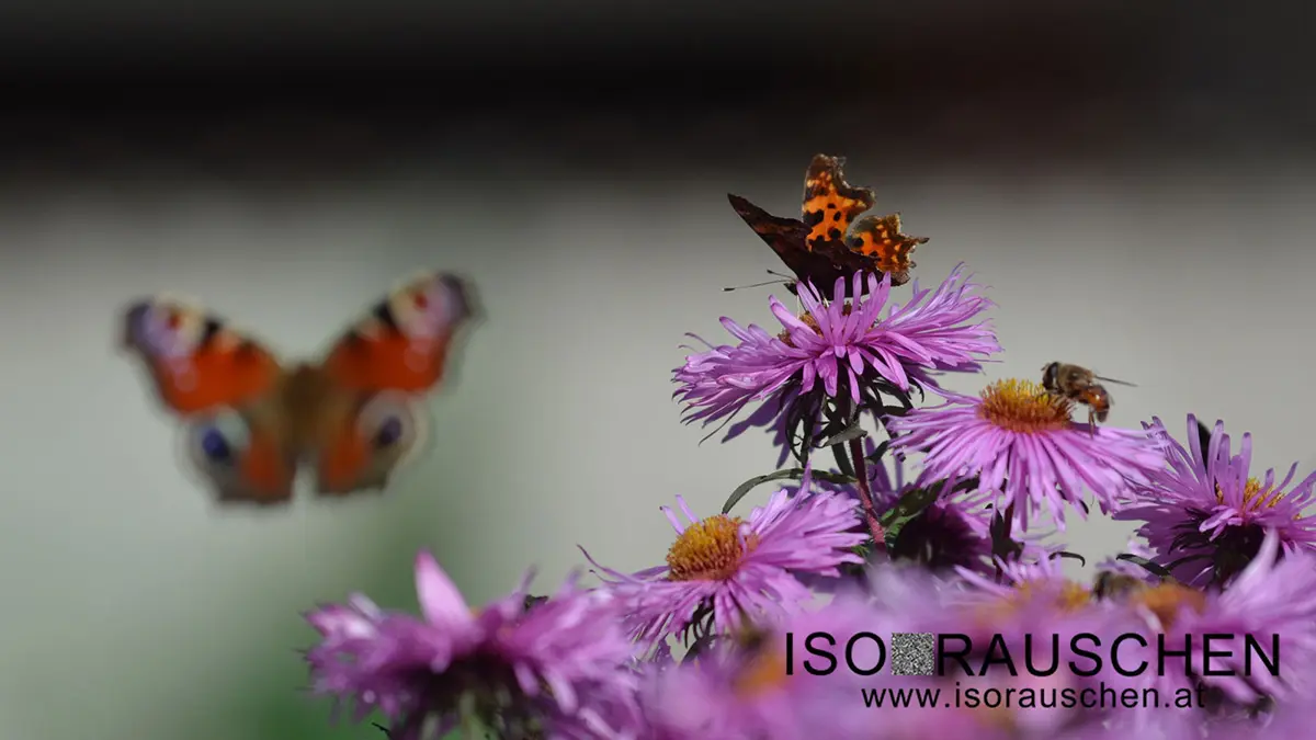 Bild, Schmetterling