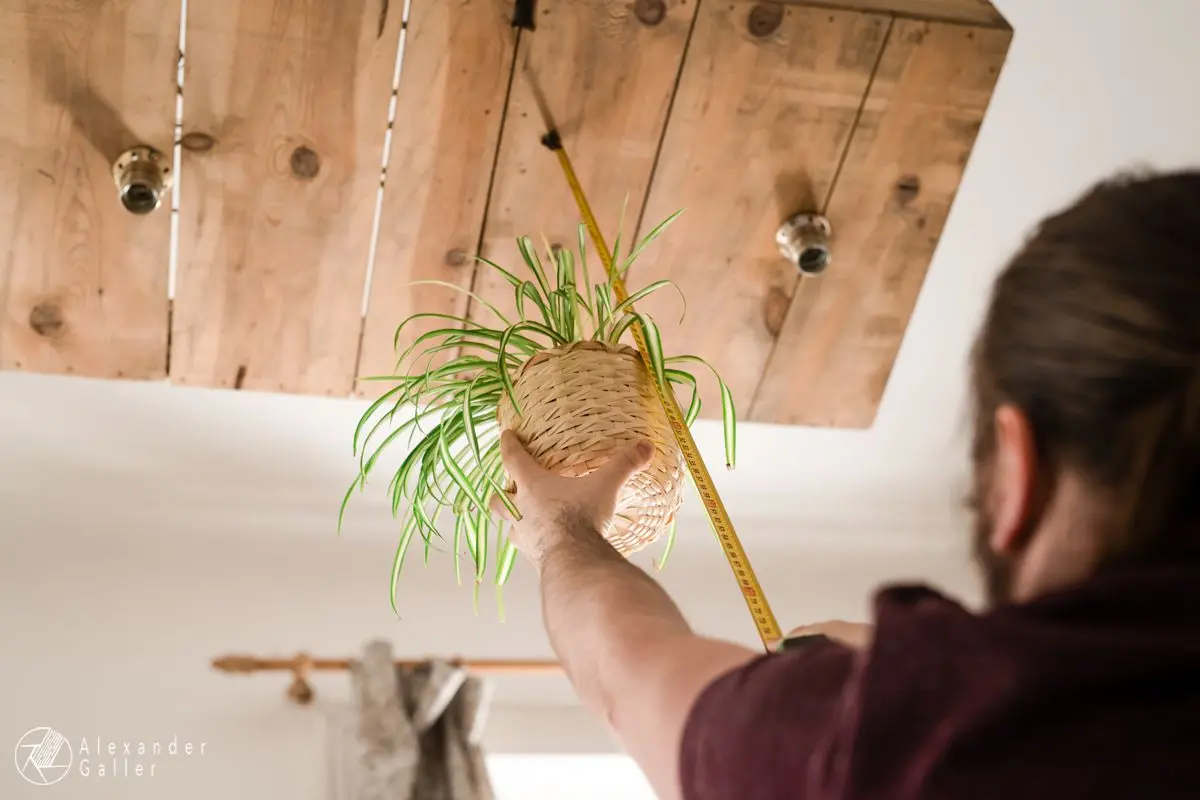 Bild, A blog post a day VII - H&auml;ngende H&auml;ngepflanzen