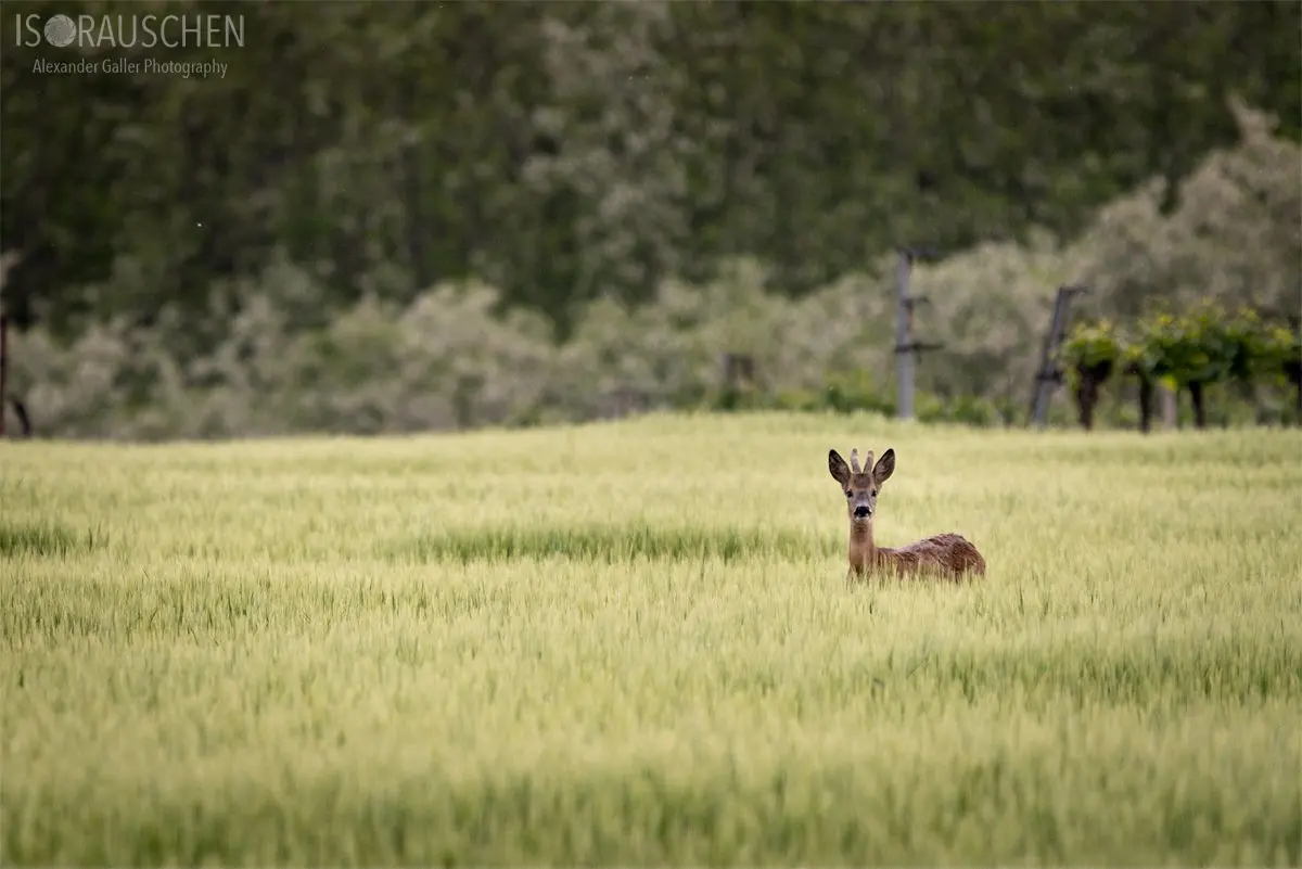 Bild, Amazing Places I