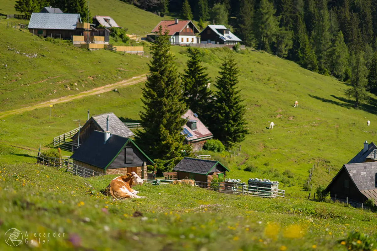 Bild, G&ouml;riacheralm