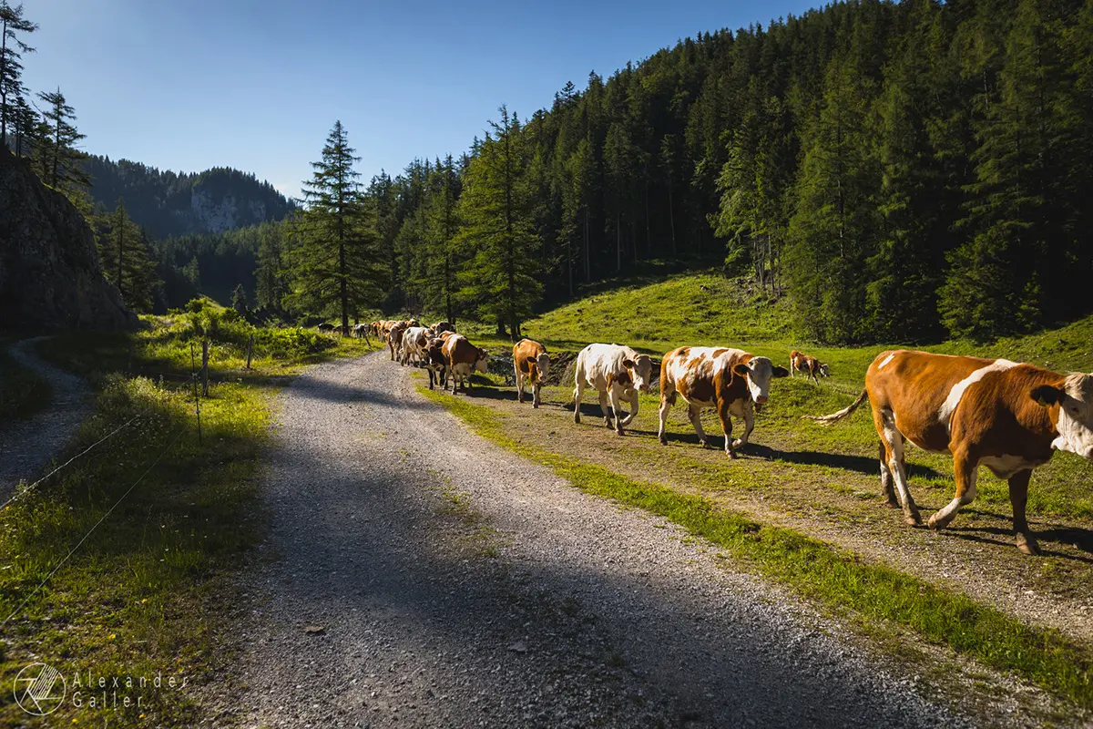 Bild, G&ouml;riacheralm