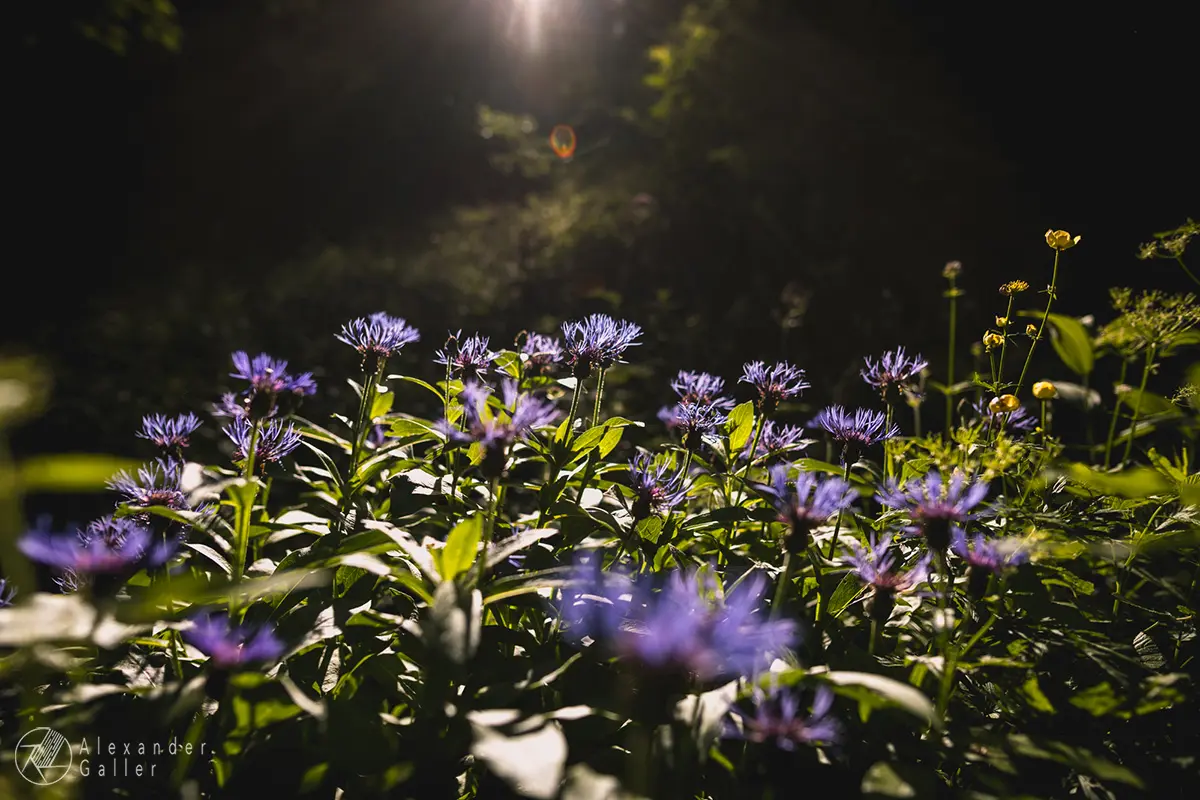 Bild, G&ouml;riacheralm