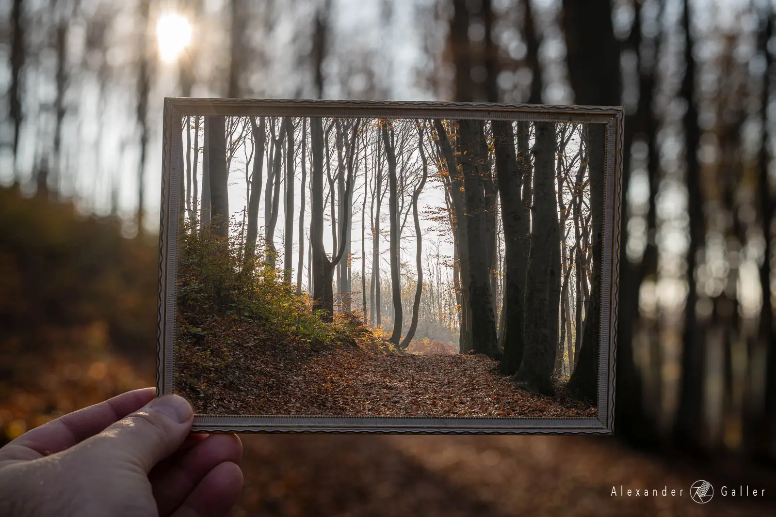 Bild, Herbstliche Wienerwald