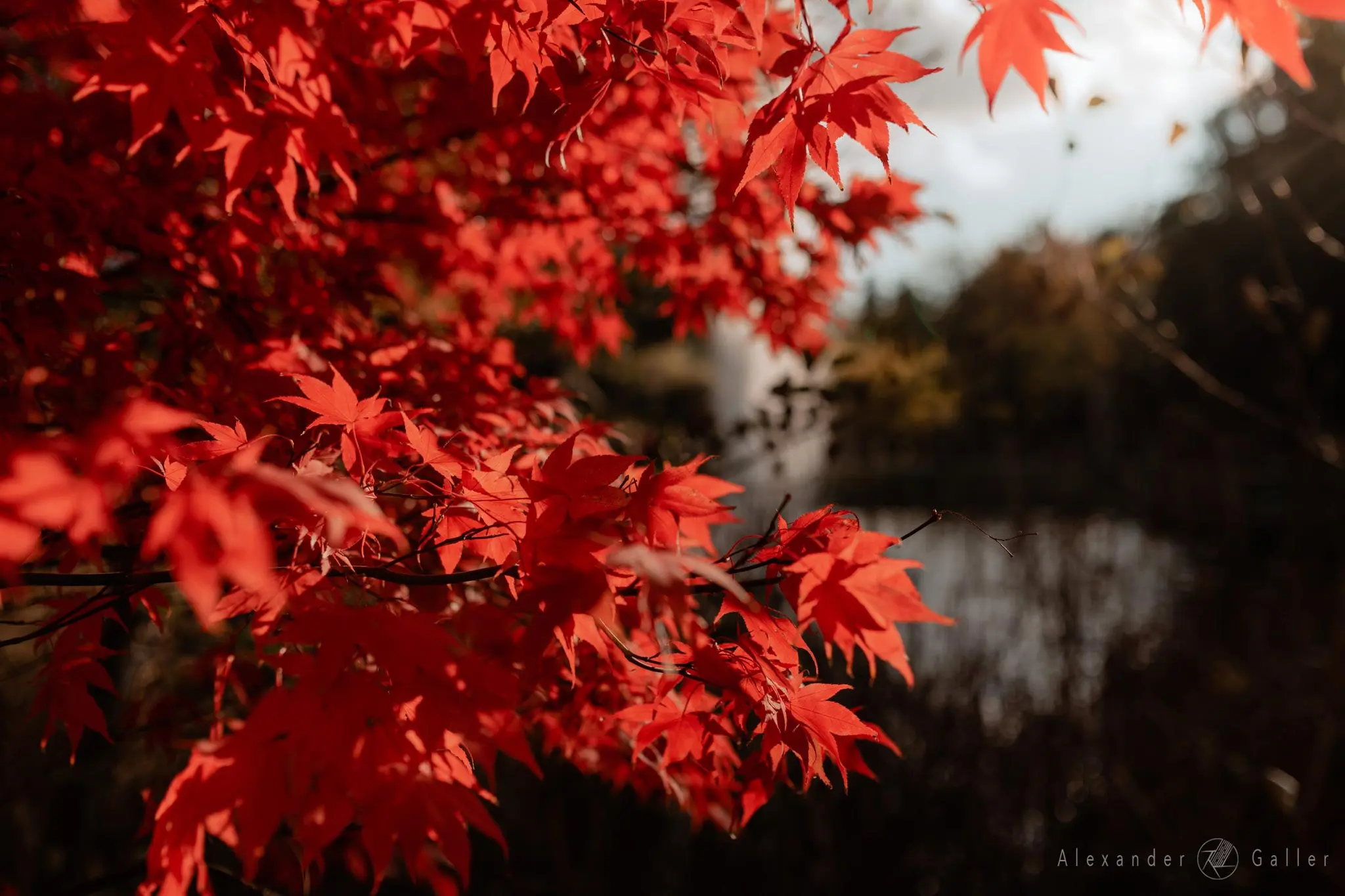 Bild, Colors - Farbenfroher Herbst