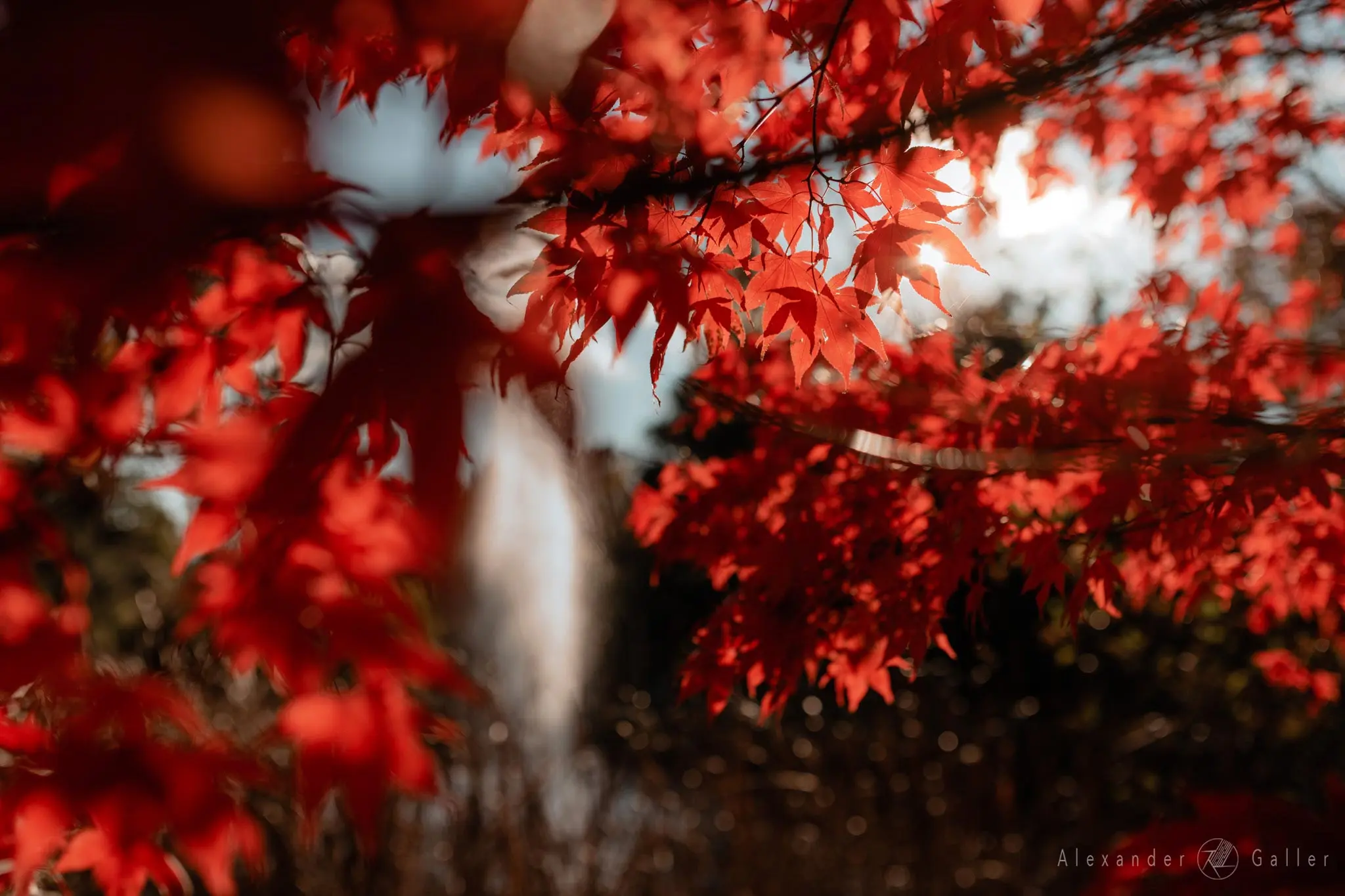 Bild, Colors - Farbenfroher Herbst
