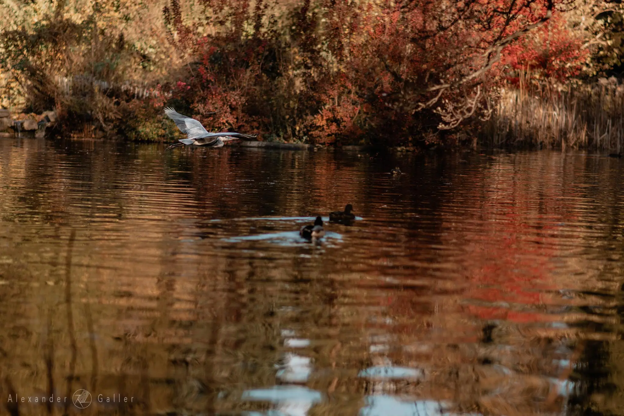 Bild, Colors - Farbenfroher Herbst