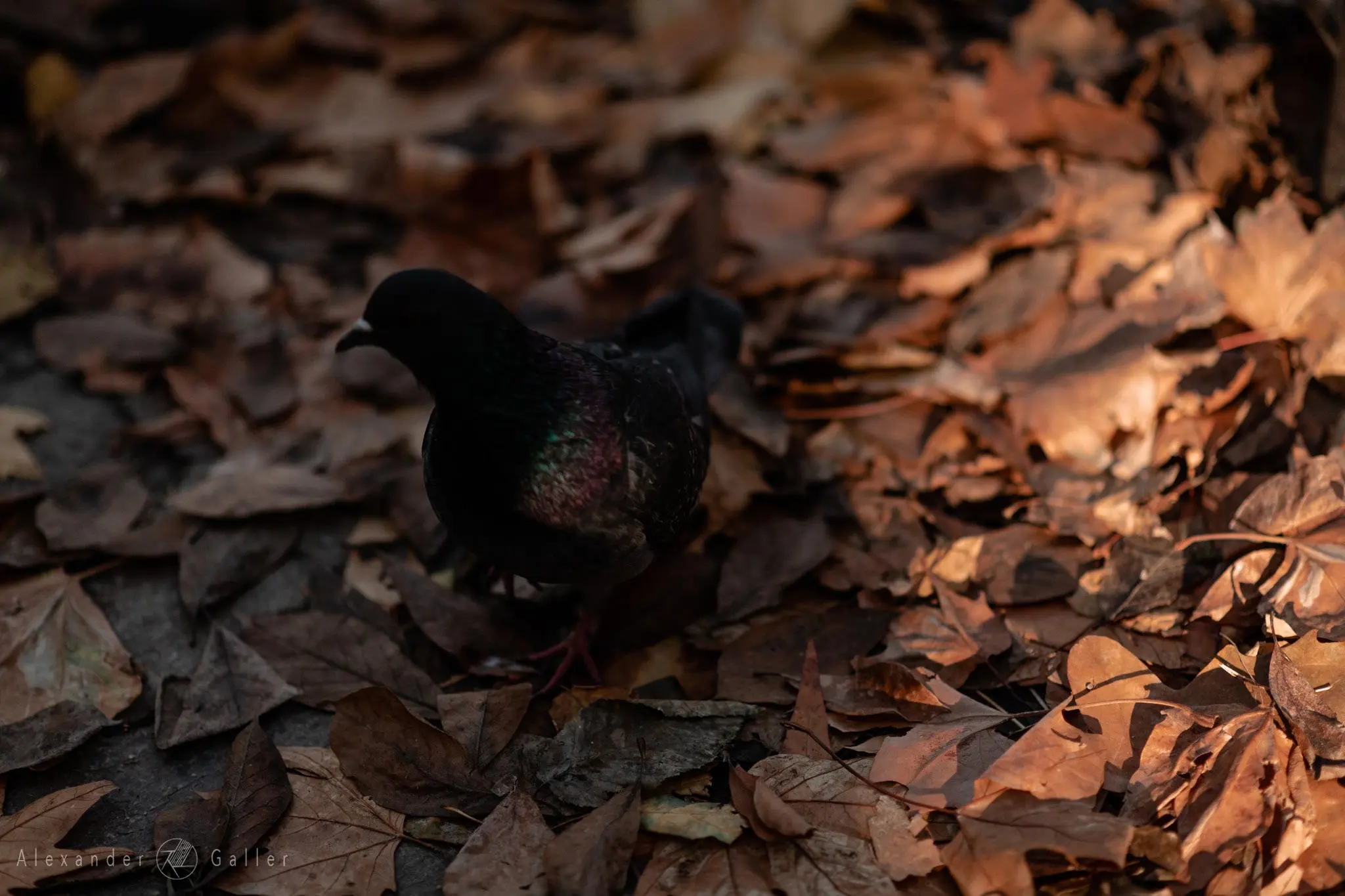 Bild, Colors - Farbenfroher Herbst