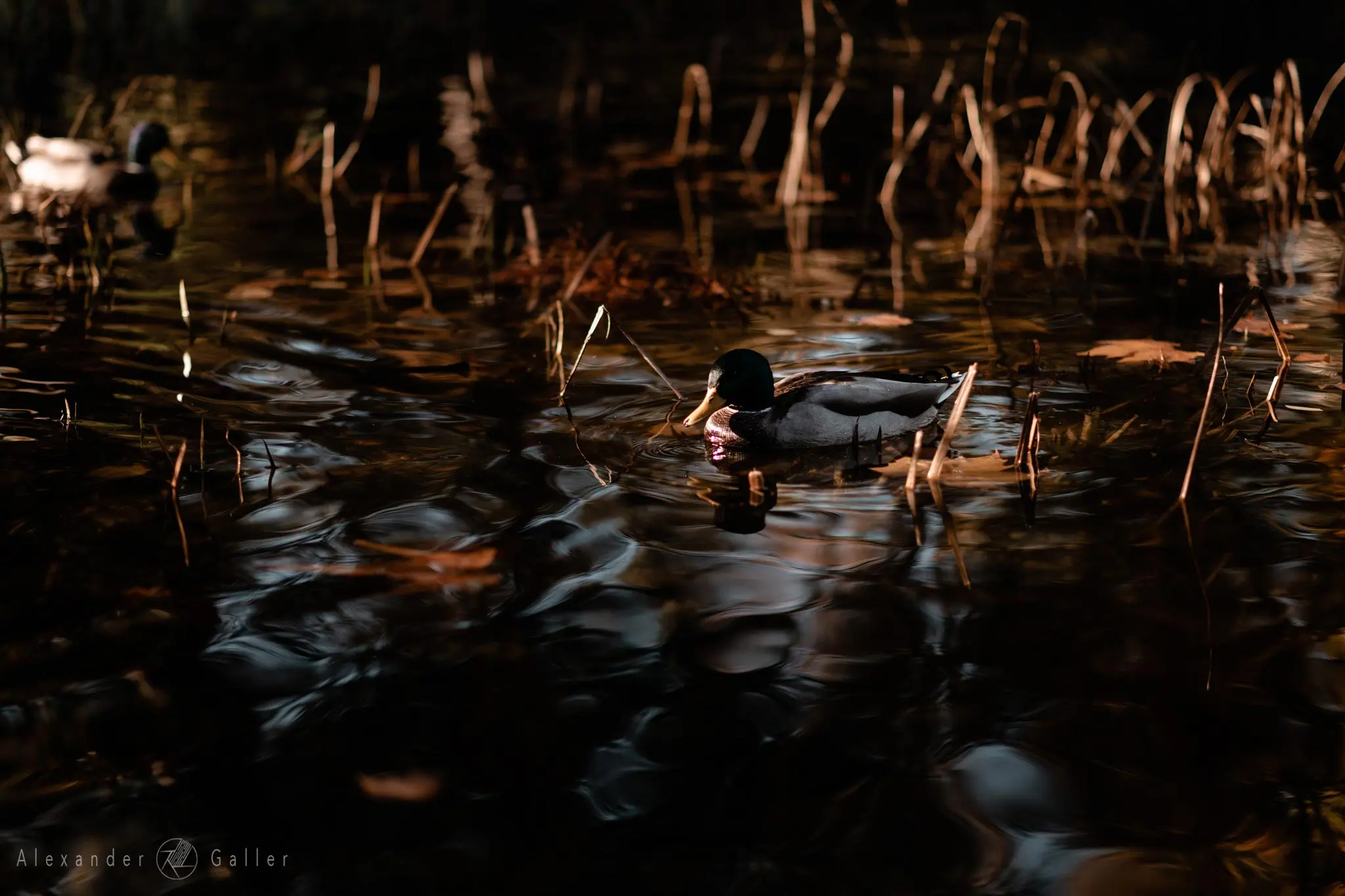 Bild, Colors - Farbenfroher Herbst