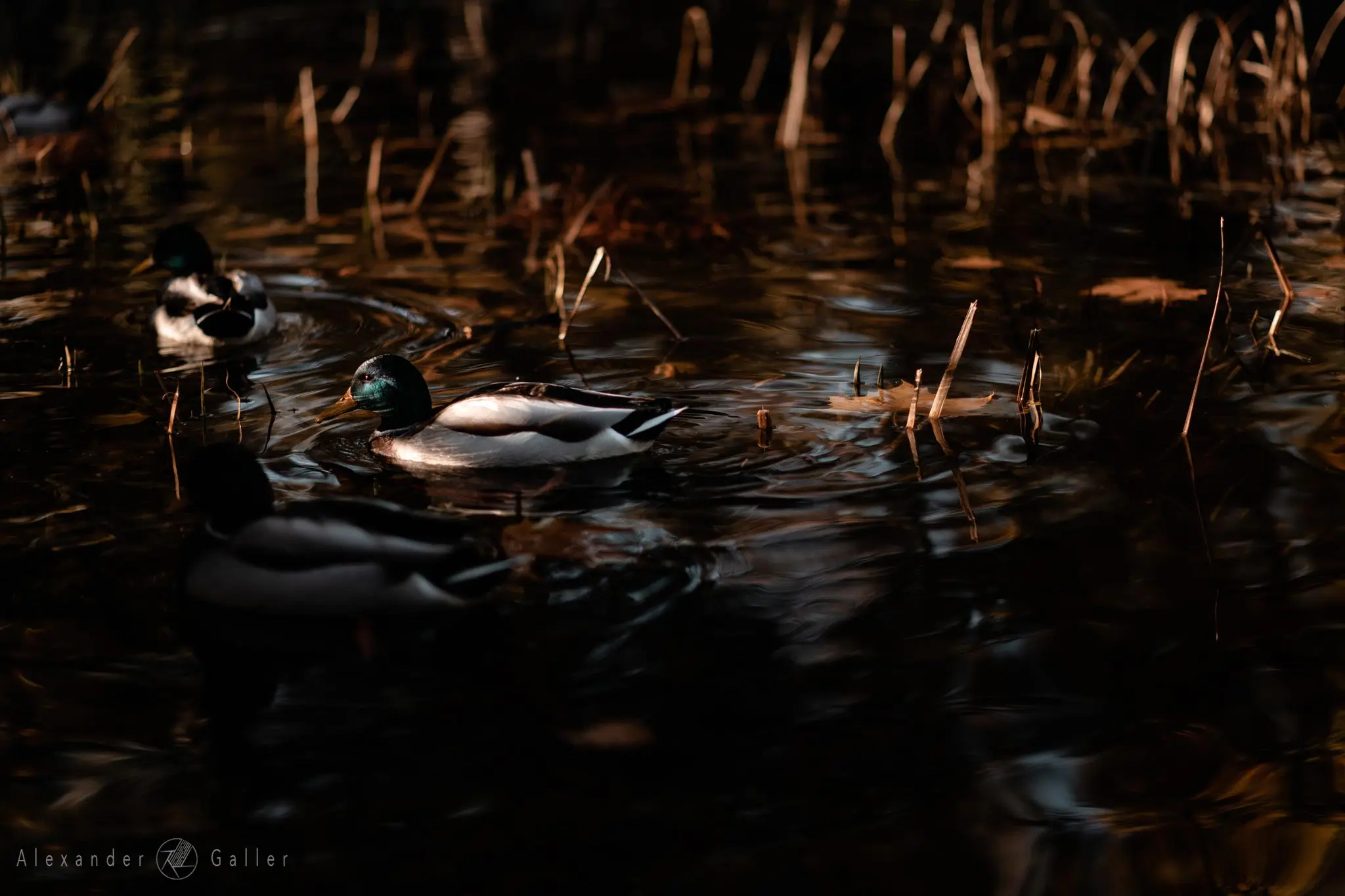 Bild, Colors - Farbenfroher Herbst