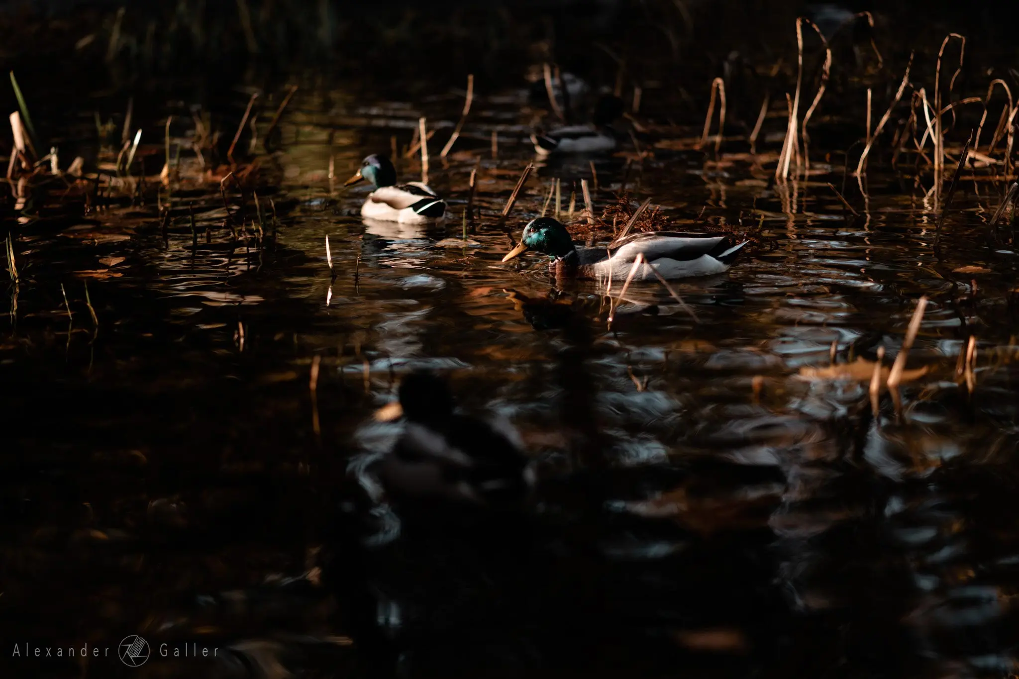 Bild, Colors - Farbenfroher Herbst