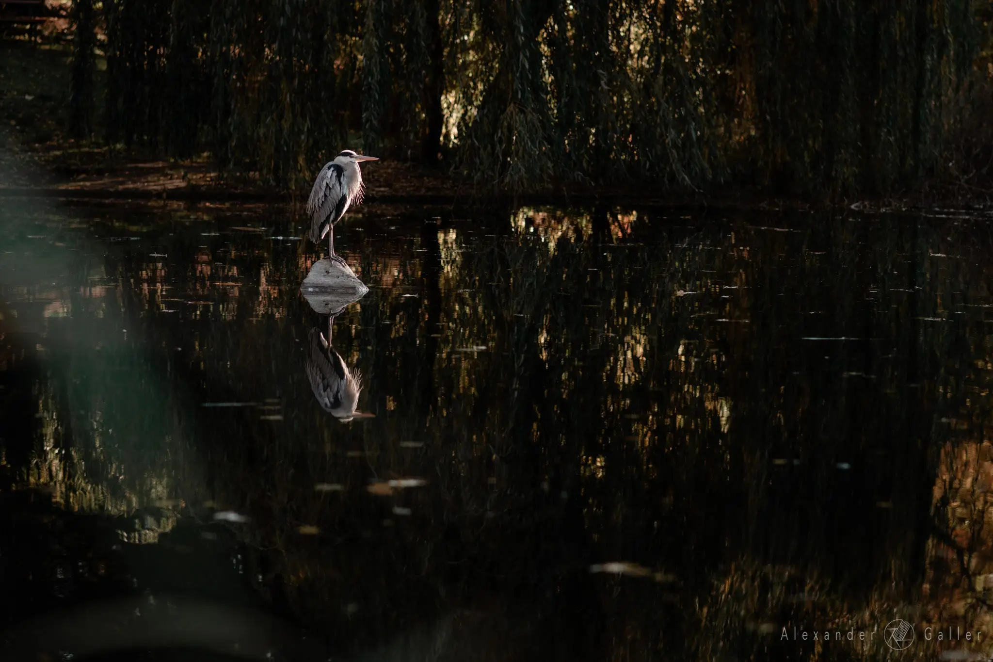 Bild, Colors - Farbenfroher Herbst