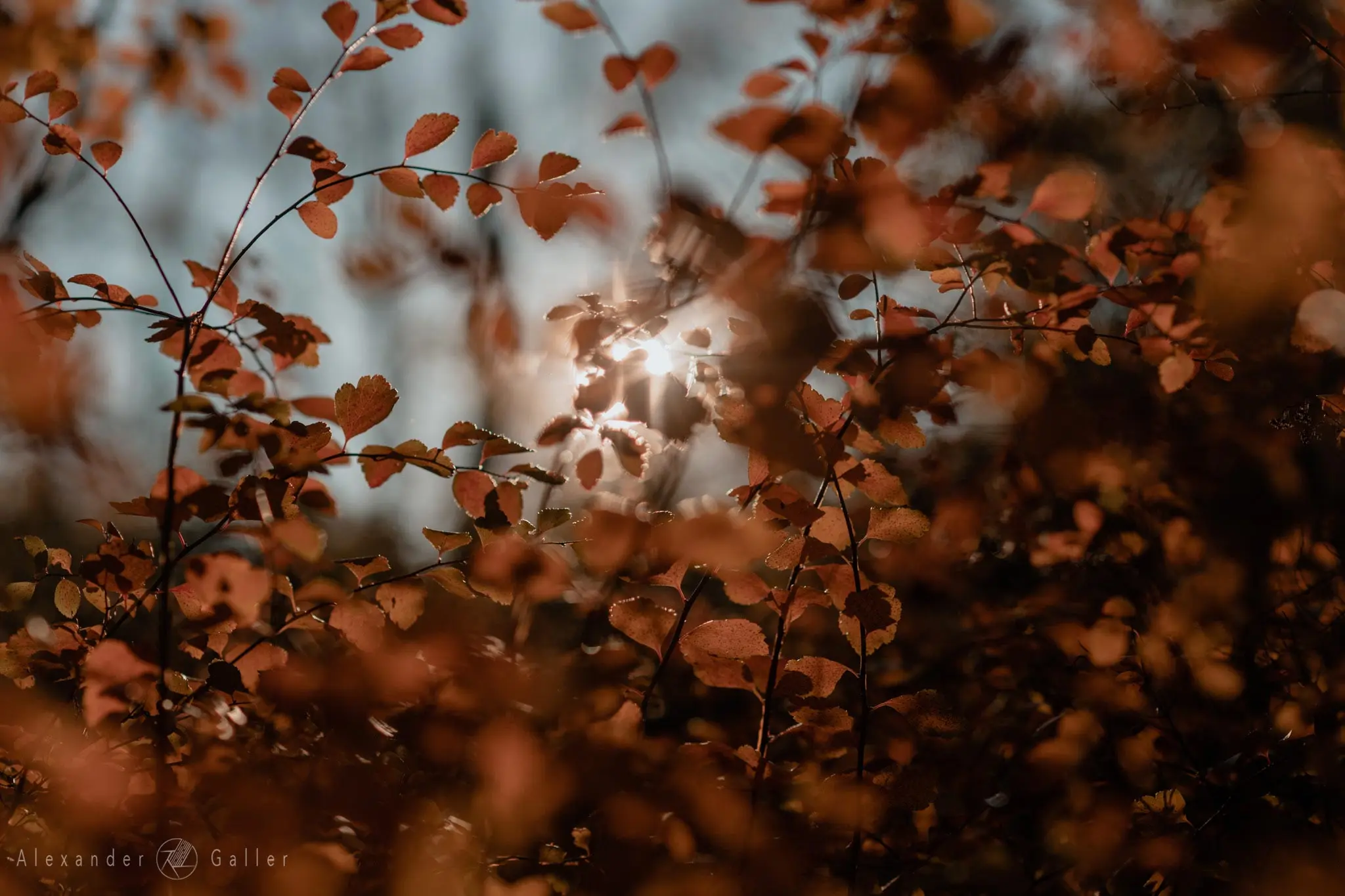 Bild, Colors - Farbenfroher Herbst