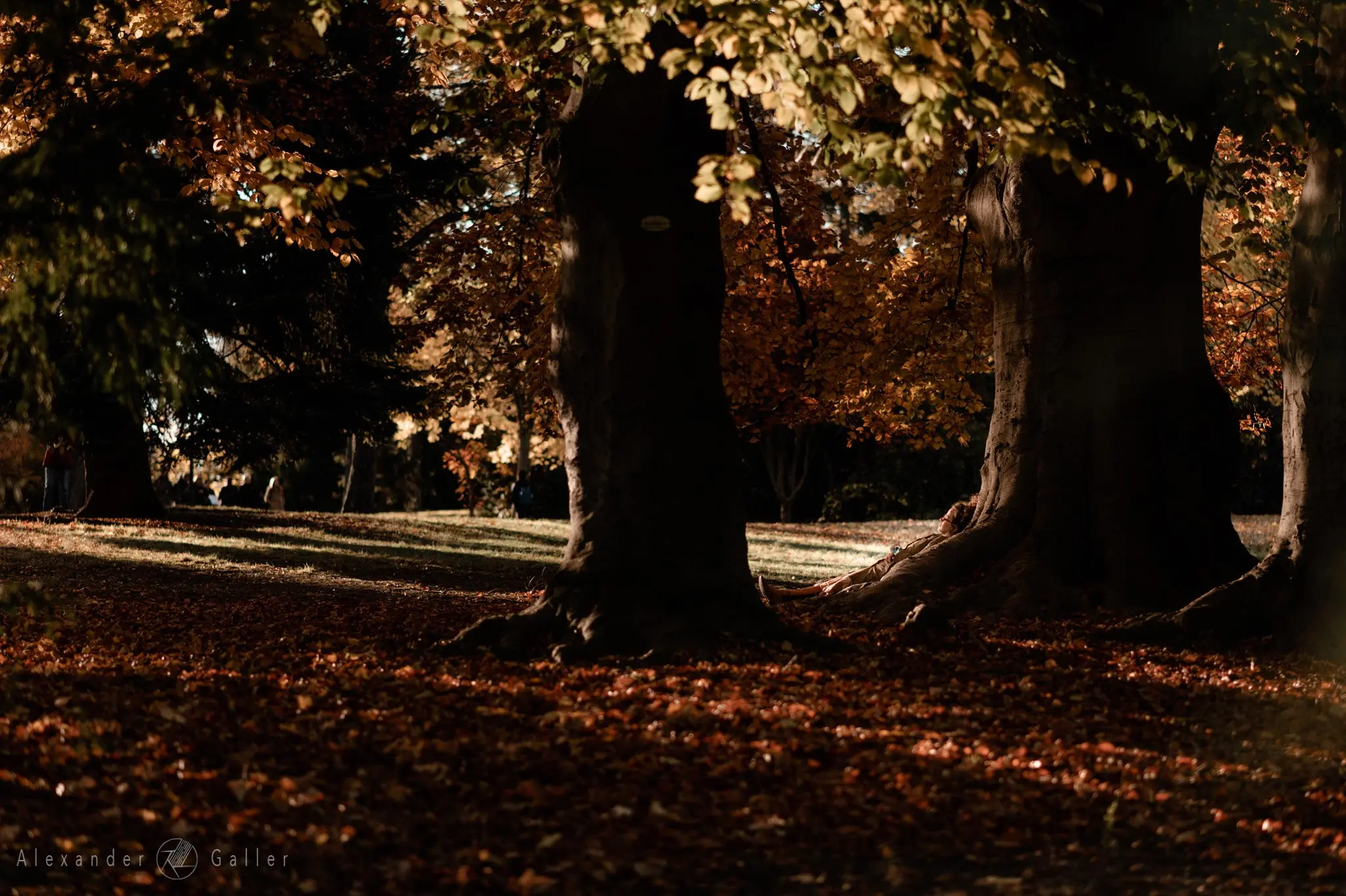 Bild, Colors - Farbenfroher Herbst