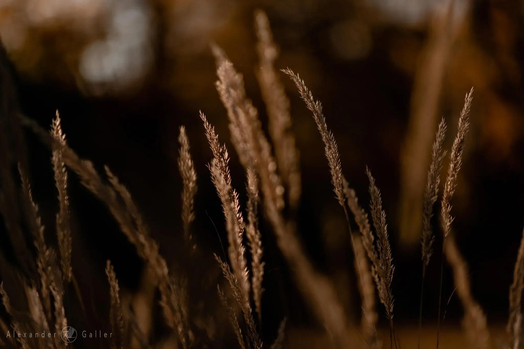 Bild, Colors - Farbenfroher Herbst