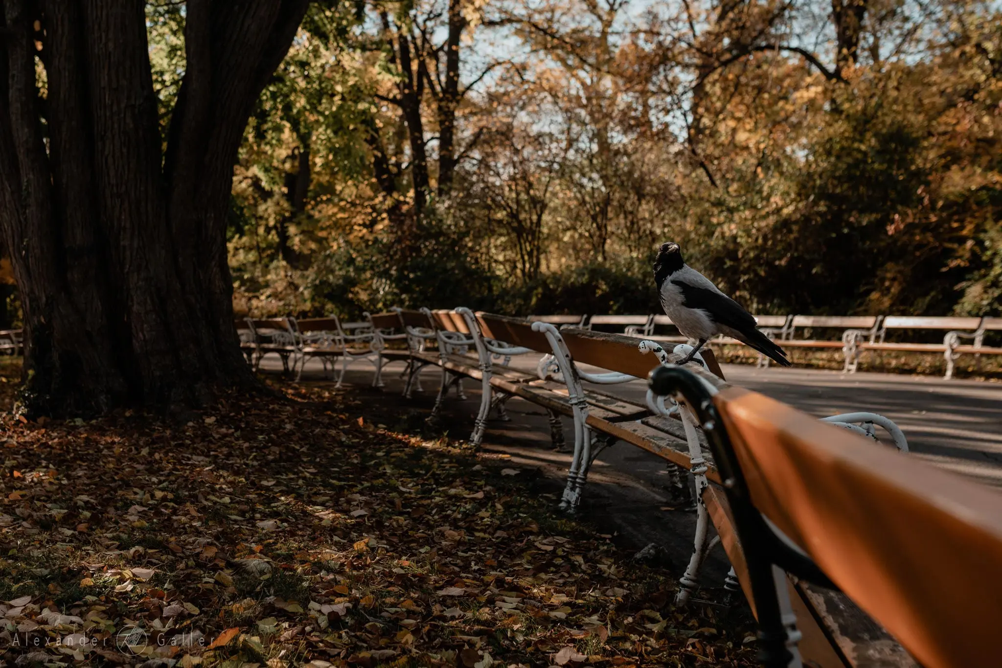 Bild, Colors - Farbenfroher Herbst