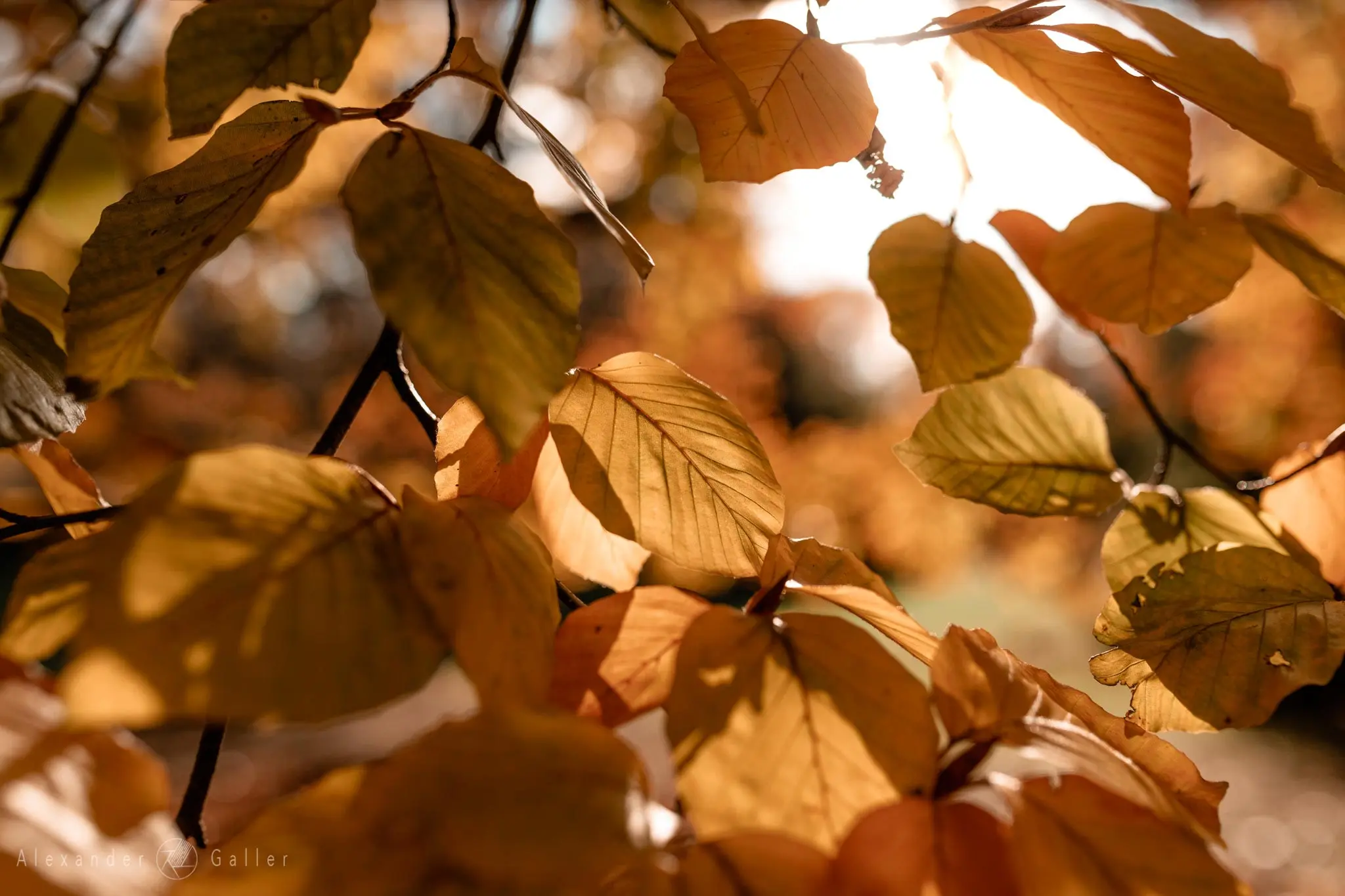 Bild, Colors - Farbenfroher Herbst
