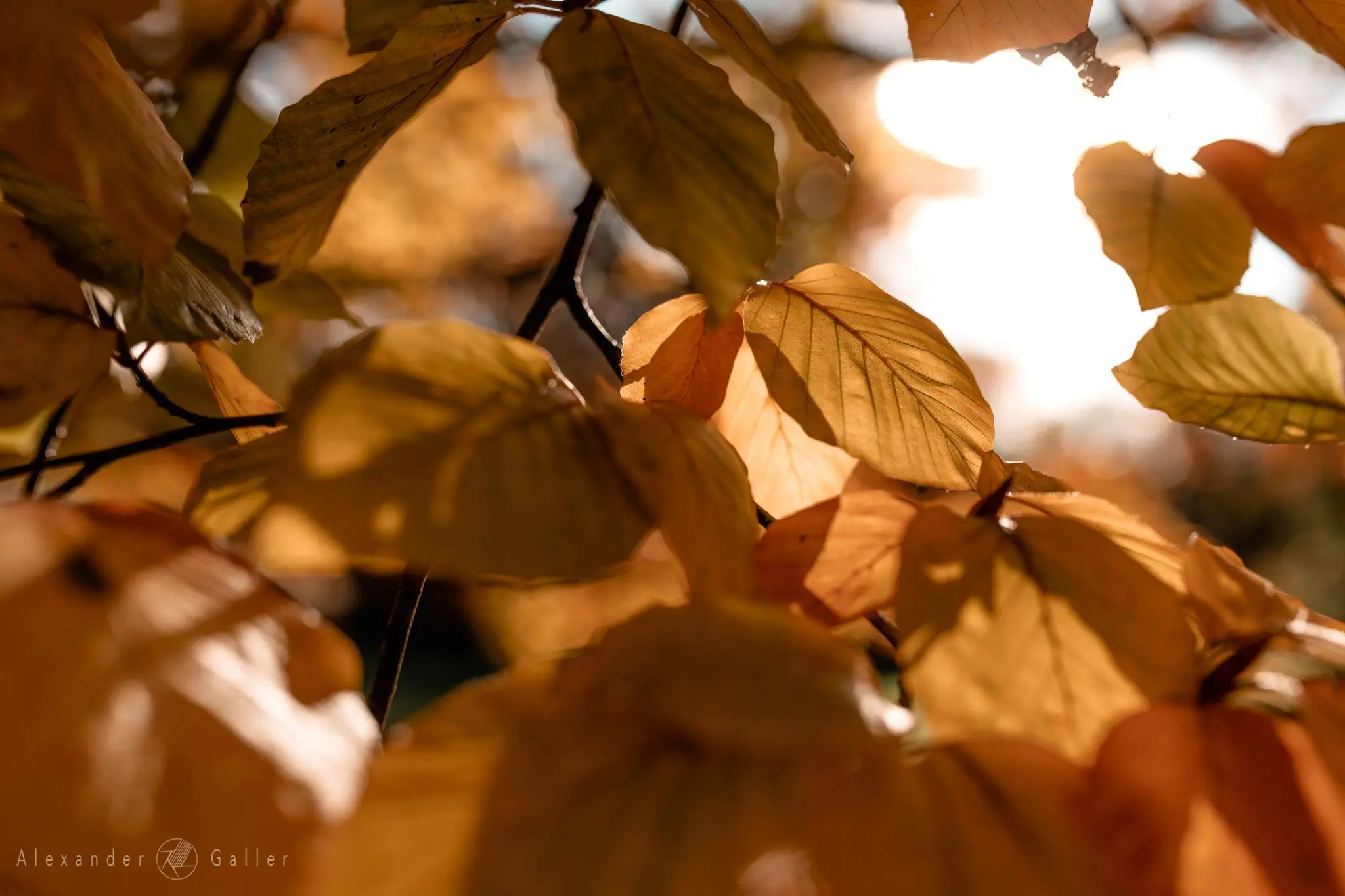 Bild, Colors - Farbenfroher Herbst