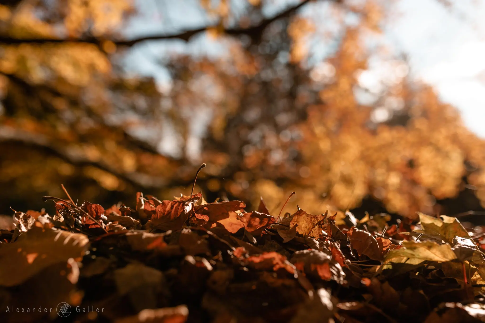 Bild, Colors - Farbenfroher Herbst