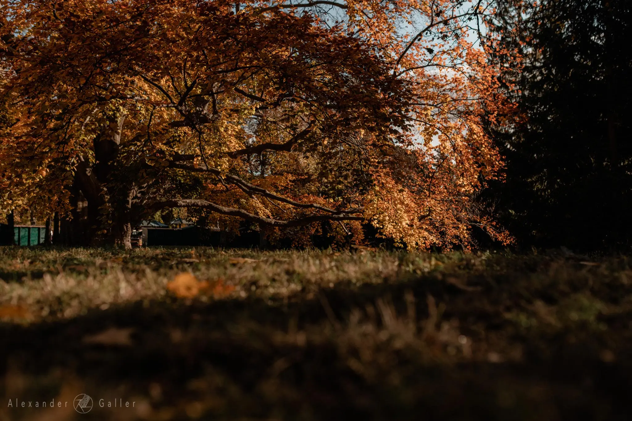 Bild, Colors - Farbenfroher Herbst