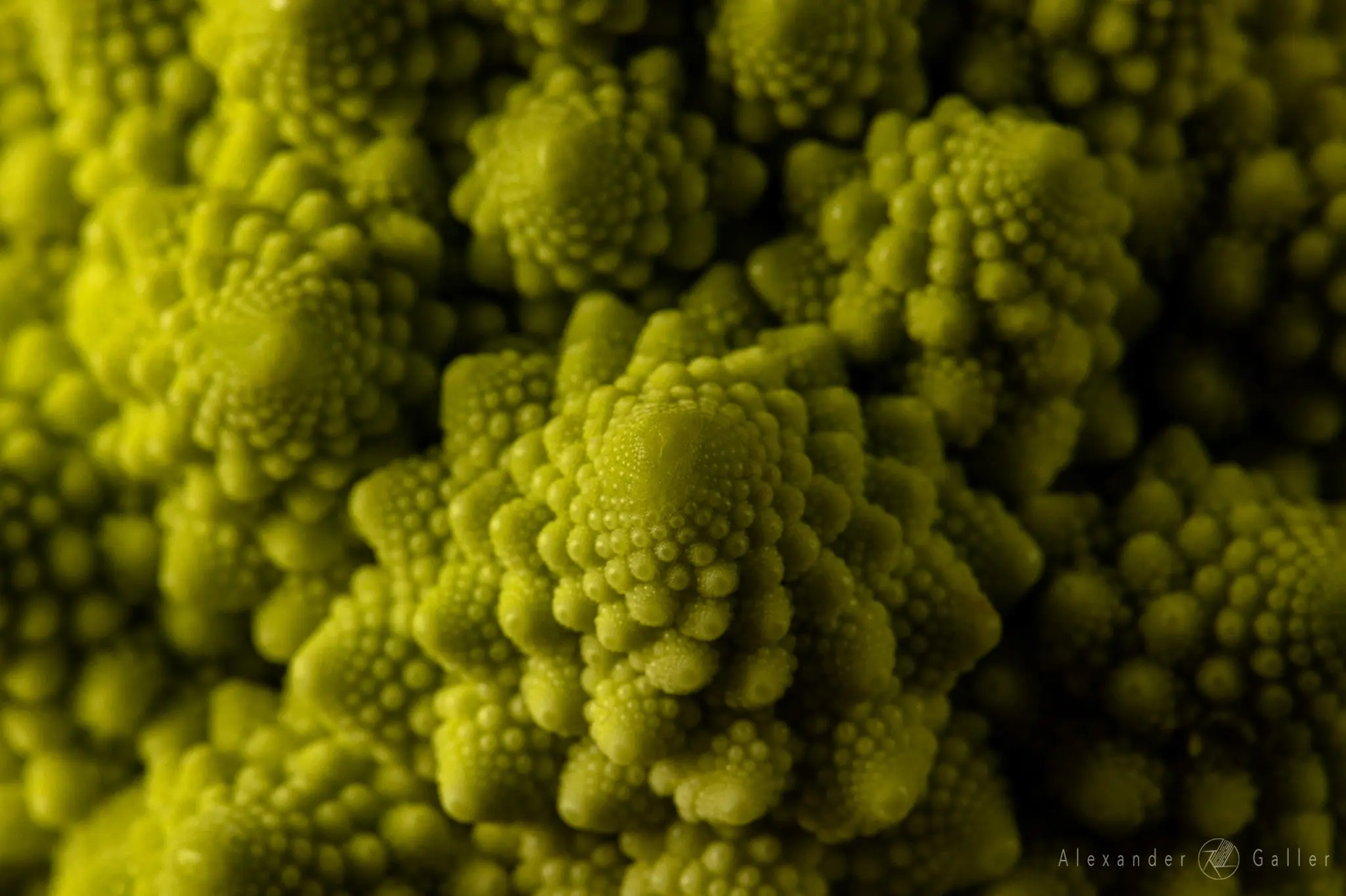 Bild, Alex, Get close