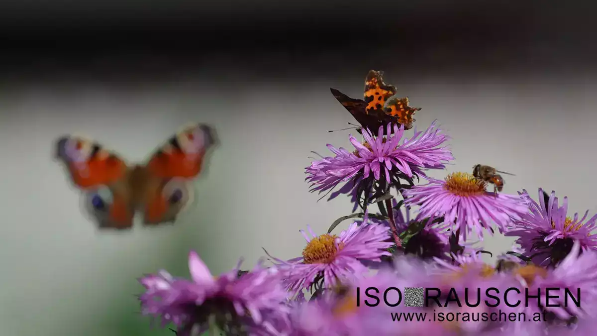 Bild, Schmetterling