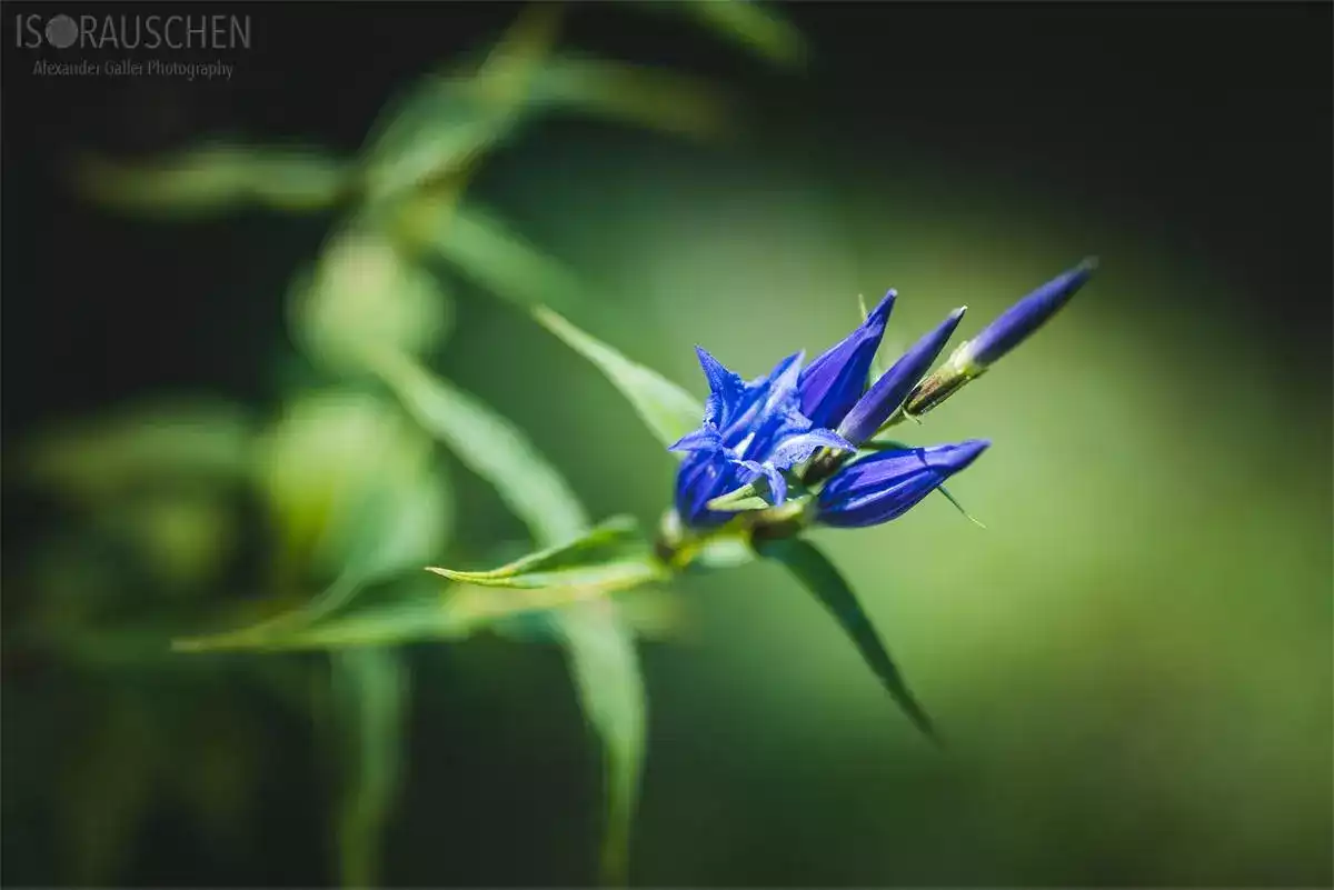 Bild, A blog post a day XVI - Alpenblumen