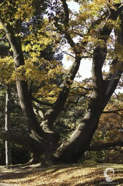 Bild von Herbst im T&uuml;rkenschanzpark