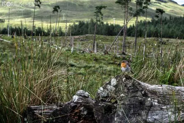 Bild von West Highland Way 2017