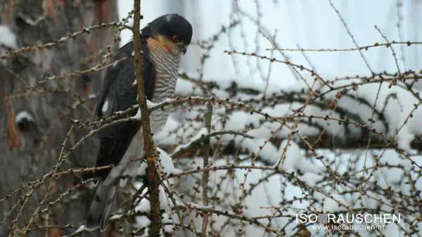 Bild von Kennst du diese V&ouml;gel?