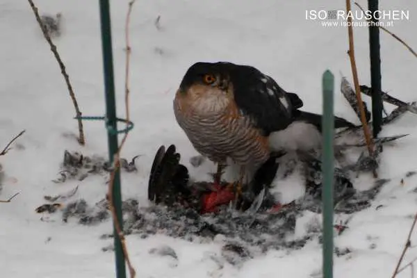 Bild von Kennst du diese V&ouml;gel?