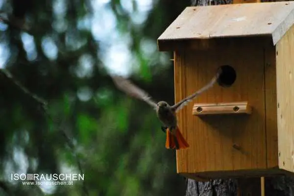 Bild von Kennst du diese V&ouml;gel?